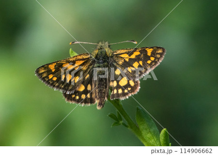 Arctic skipper (Carterocephalus palaemon)  114906662