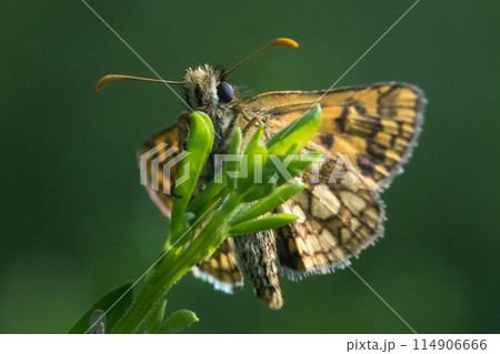 Arctic skipper (Carterocephalus palaemon)  114906666