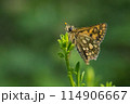 Arctic skipper (Carterocephalus palaemon)  114906667