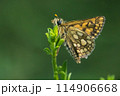 Arctic skipper (Carterocephalus palaemon)  114906668