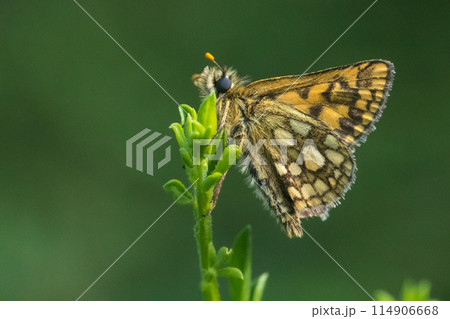Arctic skipper (Carterocephalus palaemon)  114906668
