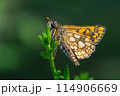 Arctic skipper (Carterocephalus palaemon)  114906669