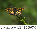 Arctic skipper (Carterocephalus palaemon)  114906670