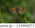 Arctic skipper (Carterocephalus palaemon)  114906671