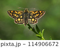 Arctic skipper (Carterocephalus palaemon)  114906672