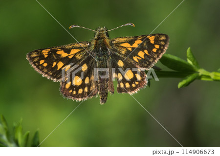 Arctic skipper (Carterocephalus palaemon) Arctic skipper (Carterocephalus palaemon) 114906673