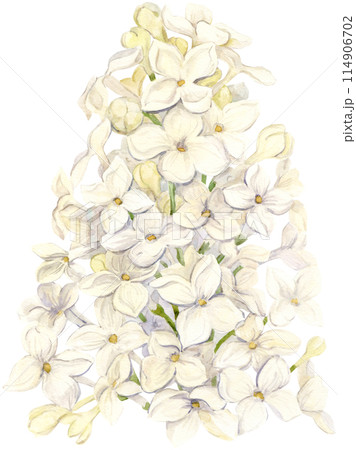Watercolor drawing of white lilac. Hand drawn botanical illustration of Shringa vulgaris. Spring purple flowers for a romantic card. An aromatic plant for packaging soap, perfume, cosmetics. 114906702