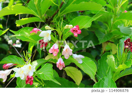 二色の花が咲くハコネウツギ 114906876