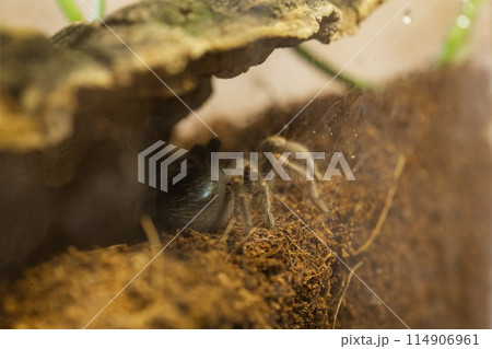 Mexican Red Knee Tarantula Juvenile Size Spider 114906961