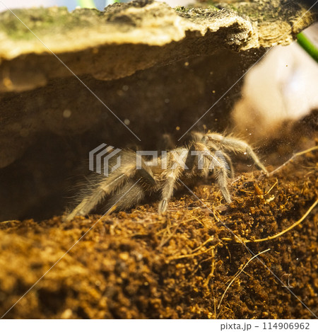 Mexican Red Knee Tarantula Juvenile Size Spider Mexican Red Knee Tarantula Juvenile Size Spider 114906962