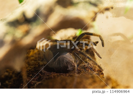 Mexican Red Knee Tarantula Juvenile Spider Molting Mexican Red Knee Tarantula Juvenile Spider Molting 114906964
