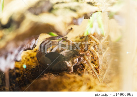 Mexican Red Knee Tarantula Juvenile Spider Molting Mexican Red Knee Tarantula Juvenile Spider Molting 114906965