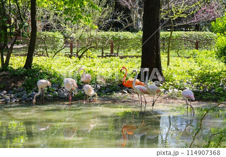 Many flamingos on the lake at the zoo 114907368