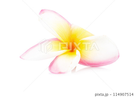 pink and white plumeria flowers on white 114907514