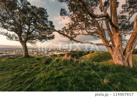 Viewpoint of Mount Eden with iconic tree and sky tower among illuminated city at Auckland, New Zealand 114907657