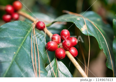 Arabica coffee bean growing on branches in plantation 114907813