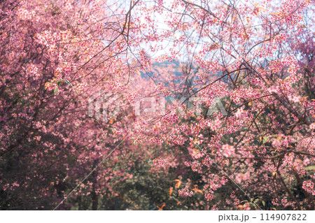 Pink wild himalayan cherry tree blooming in the garden on springtime at Phu Lom Lo 114907822