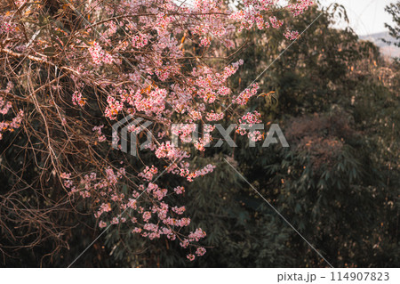 Pink wild himalayan cherry tree blooming in the garden on springtime at Phu Lom Lo 114907823