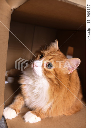 Red cat lies in a cardboard box 114909127