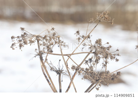 Last year dry grass, umbrella dried flower, plant background, spring 2022. Last year dry grass, umbrella dried flower, plant background, spring 2022. 114909851