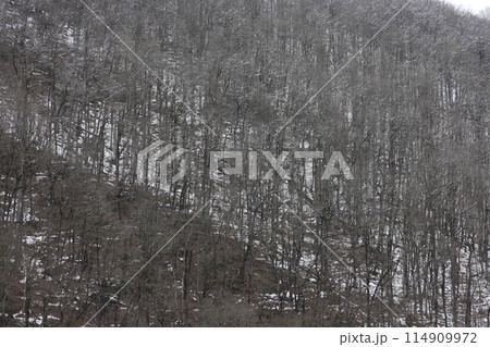 Russian winter in the mountains. View of the snow-capped mountains covered with bare trees and firs Russian winter in the mountains. View of the snow-capped mountains covered with bare trees and firs 114909972