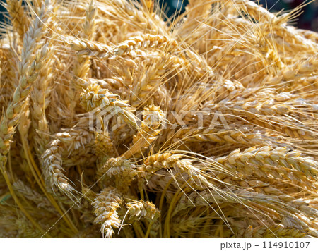 Detailed textures of ripe wheat offer a visual treat; this image is apt for themes related to agriculture, nature, and organic products. 114910107