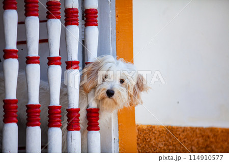 Sweet fury white dog leaning out of a window with balusters at the heritage town of Salamina in Colombia. 114910577
