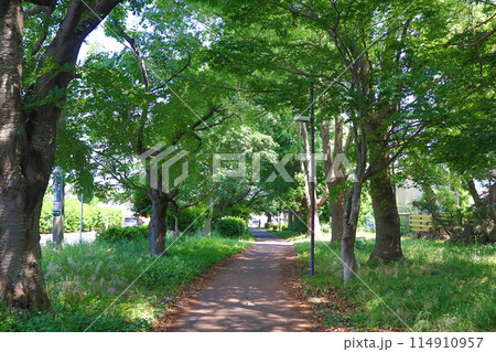 青葉の桜並木 青葉の桜並木 114910957