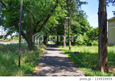 青葉の桜並木 青葉の桜並木 114910959