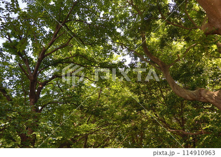 青葉の桜並木 青葉の桜並木 114910963