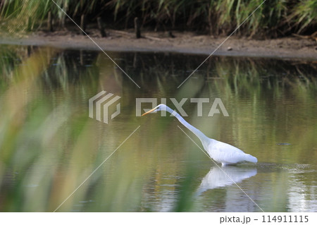 野鳥　水辺に佇む鷺 114911115