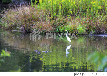 野鳥　水辺に佇む鷺 114911117