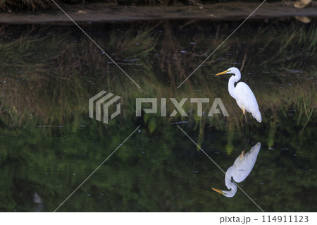 野鳥 水辺に佇む鷺 野鳥 水辺に佇む鷺 114911123