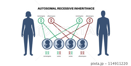 Autosomal recessive inheritance 114911220