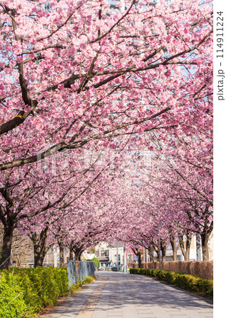「埼玉県」川口元郷駅の安行桜並木・川口市 114911224