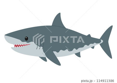 Cute smiling grey shark. Sea and ocean animal predator. Underwater life. Childish character. Vector flat illustration isolated on white background 114911386