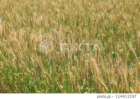 麦の穂 114911597