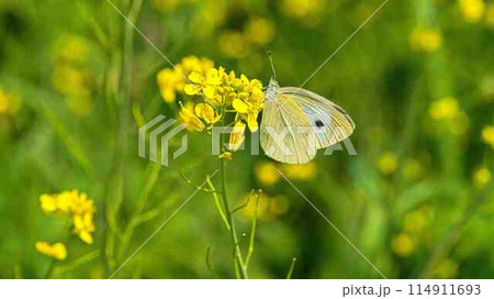 セイヨウカラシナにモンシロチョウ セイヨウカラシナにモンシロチョウ 114911693