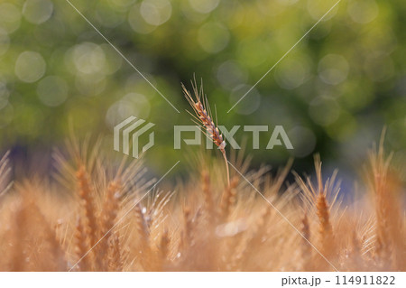 麦の穂 114911822