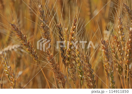 麦の穂 114911850