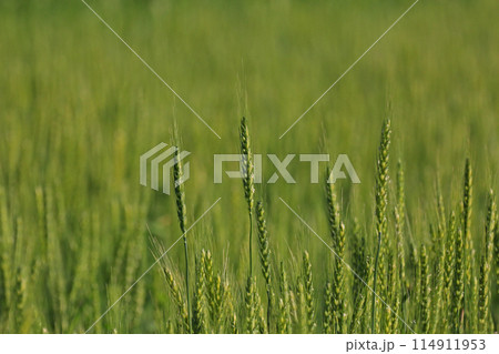 麦畑 114911953