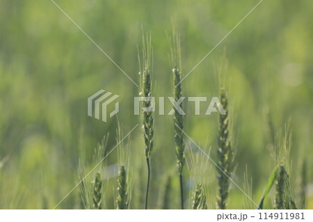 麦畑 114911981