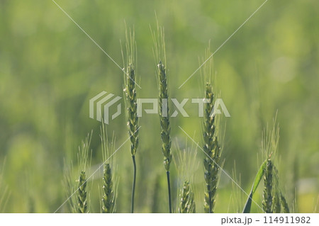 麦畑 114911982