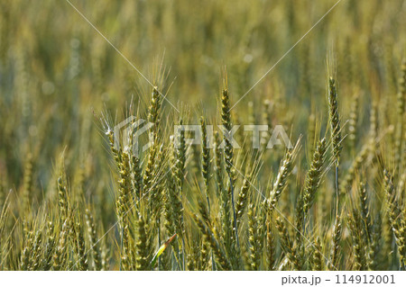 麦畑 114912001