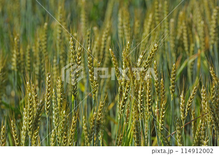 麦畑 114912002
