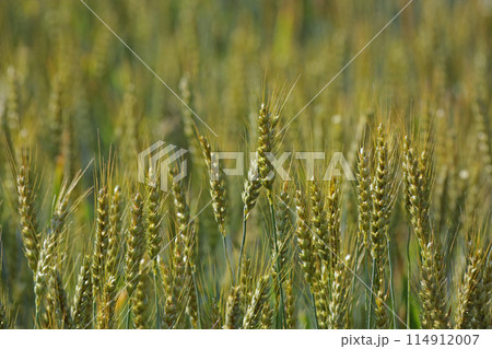 麦畑 114912007