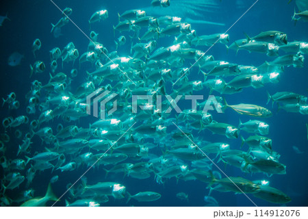 大阪の海遊館 大阪の海遊館 114912076