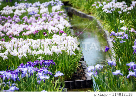 長居植物園の景色 114912119