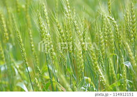 麦畑 麦畑 114912151