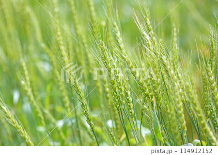 麦畑 114912152